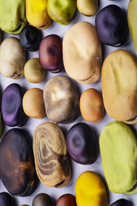 Various faba beans (dried).