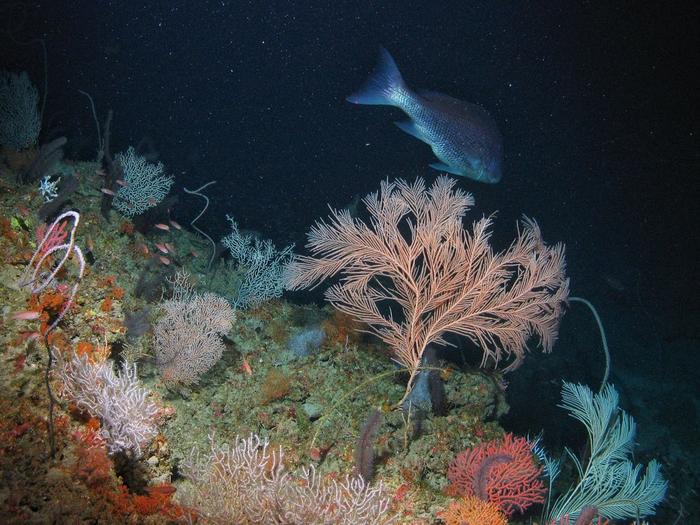 Mesophotic Reef