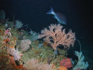 Mesophotic Reef