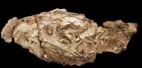 Left Side of Skull