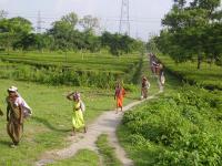 Plantation Workers