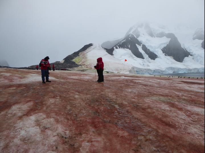 Red and green snow algae