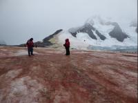 Red and green snow algae