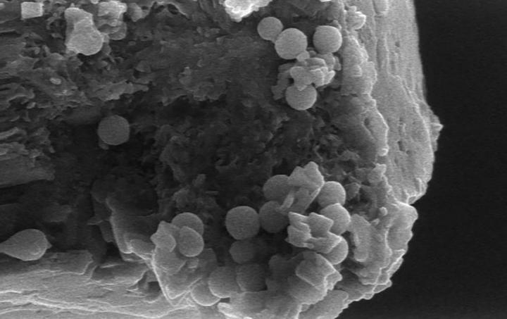 DNA Nanoparticles