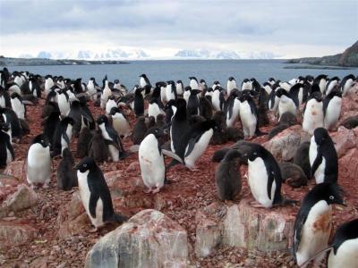 Ad&#233;lie Penguins