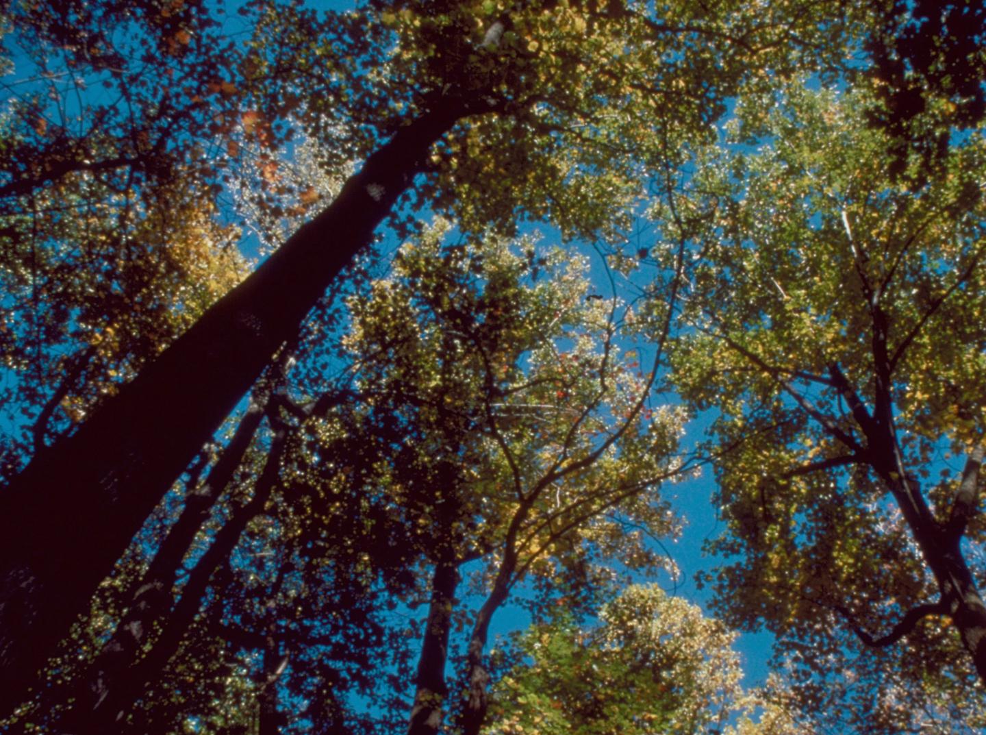 Canopy