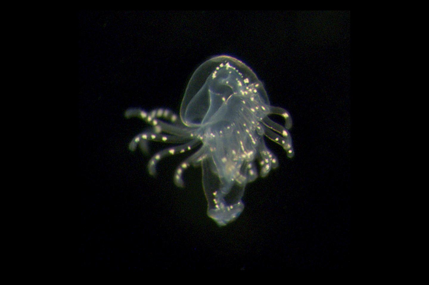 Phoronids Larvae Slideshow 1_4