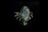 Phoronids Larvae Slideshow 1_4