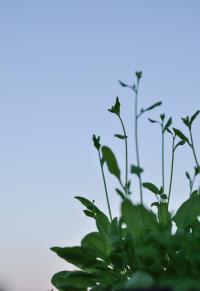 <i>Arabidopsis</i> Flowering Outside