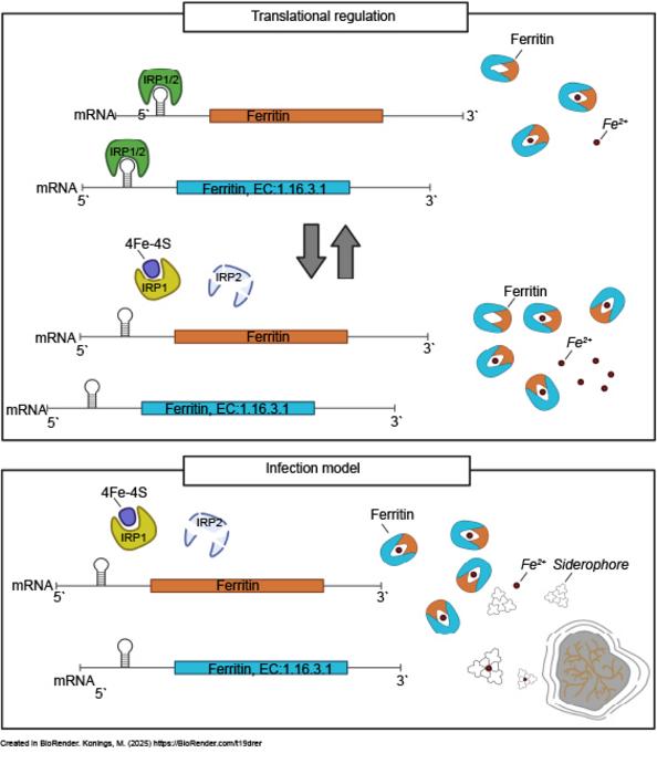 Fig. 3