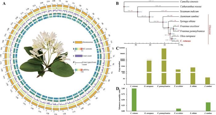 Genome assembly.