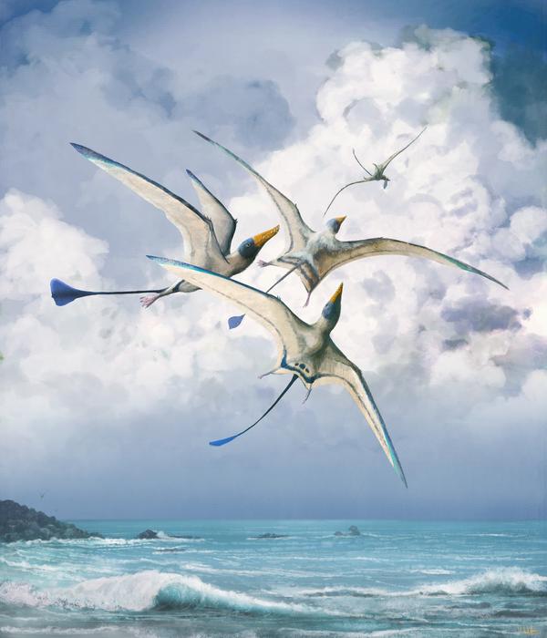 Rhamphohynchus