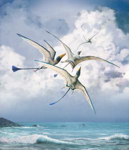 Rhamphohynchus