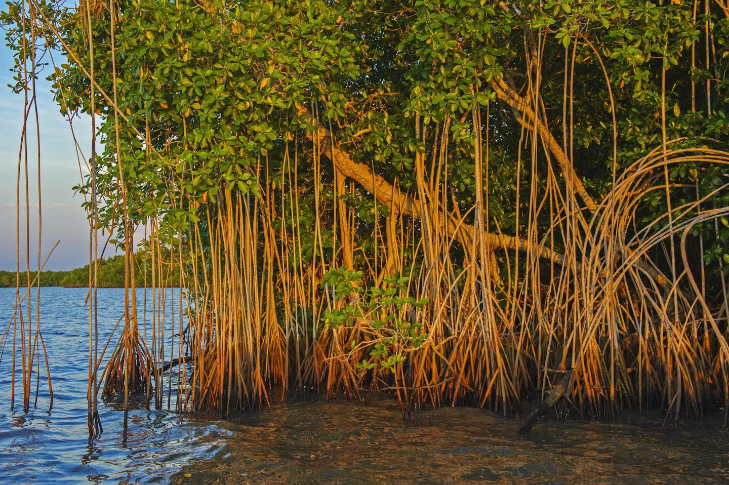 Do the Benefits of Hydroelectric Dams Outweigh the Environmental Consequences? (3 of 6)