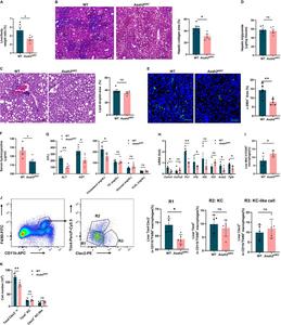 Intestinal neutral ceramidase deficiency attenuates diet-induced MASH.