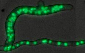 Hypha with increased cell volume and nuclear number emerged through branching