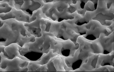 Steel Filter Membrane
