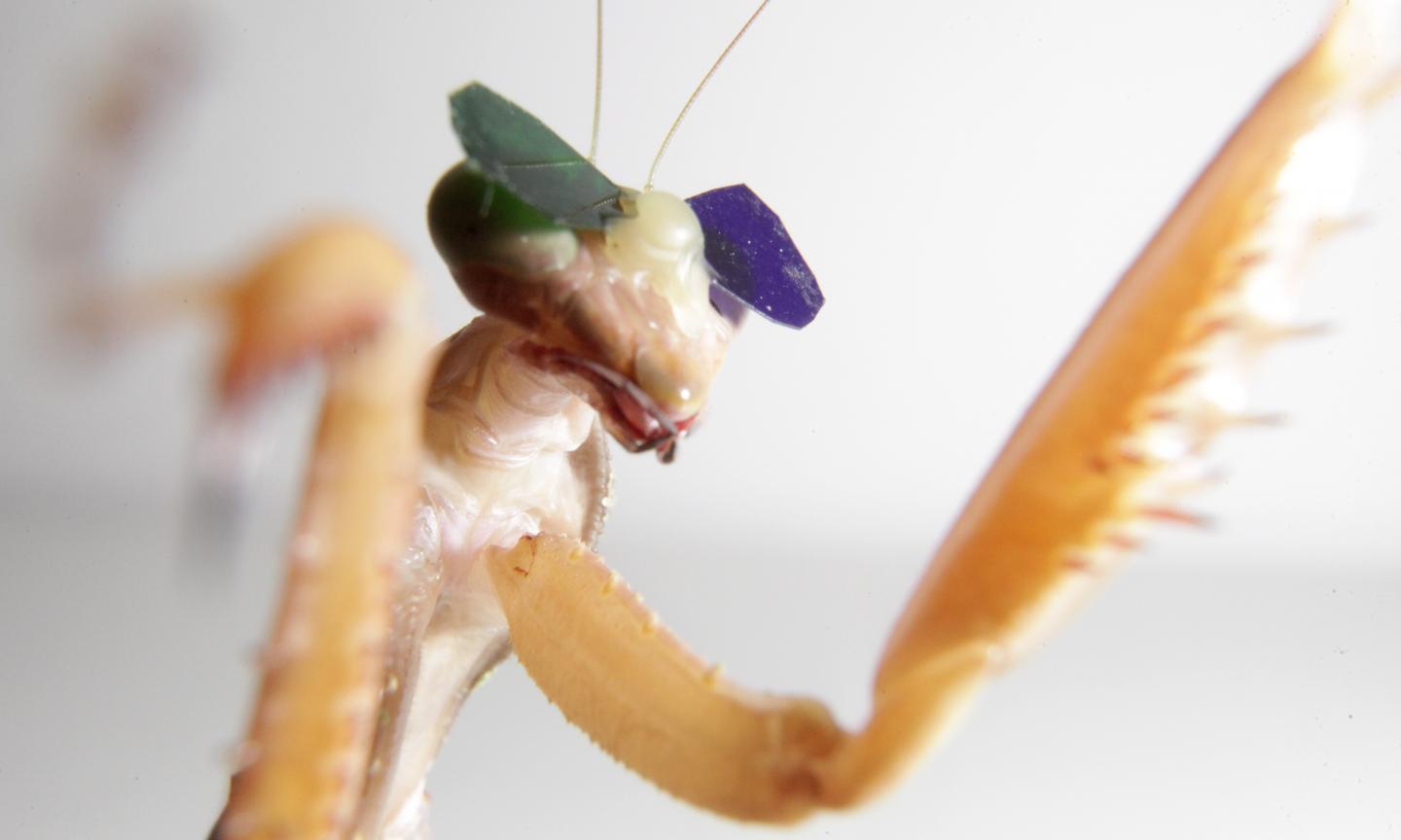 Mantis Wearing 3-D Glasses (3 of 3)