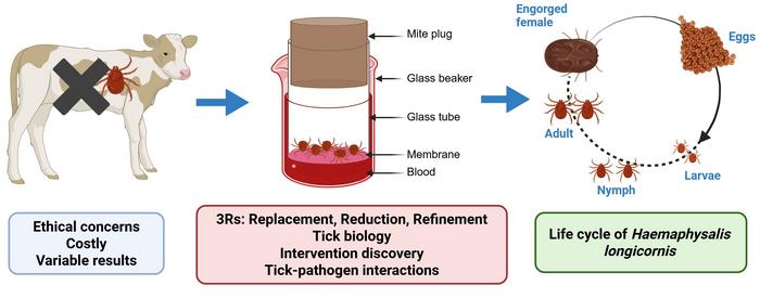 Host-free tick feeding