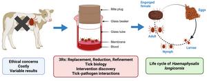 Host-free tick feeding