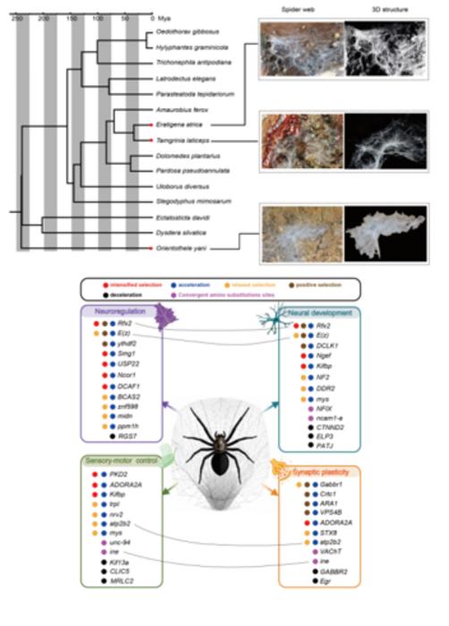 Neural and sensory-motor pathways offer genomic clues to convergent funnel-web building in spiders