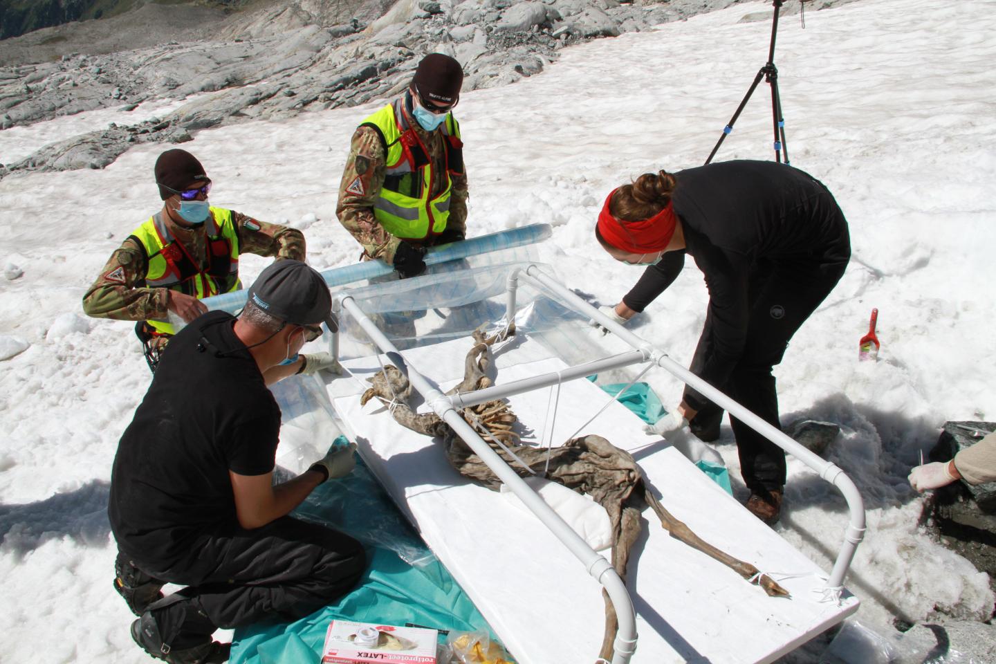 The recovery of the 400-year-old chamois