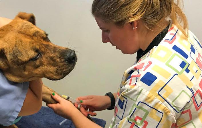 TGen tests pet dogs and cats for COVID-19.