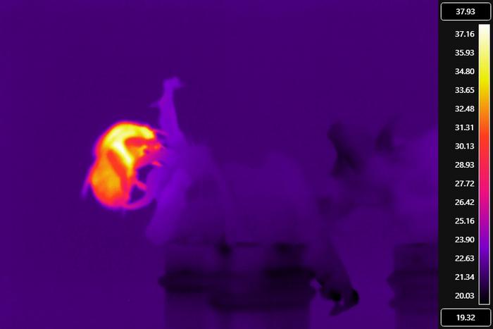 A thermal image of a buff-tailed bumblebee during buzz-pollination