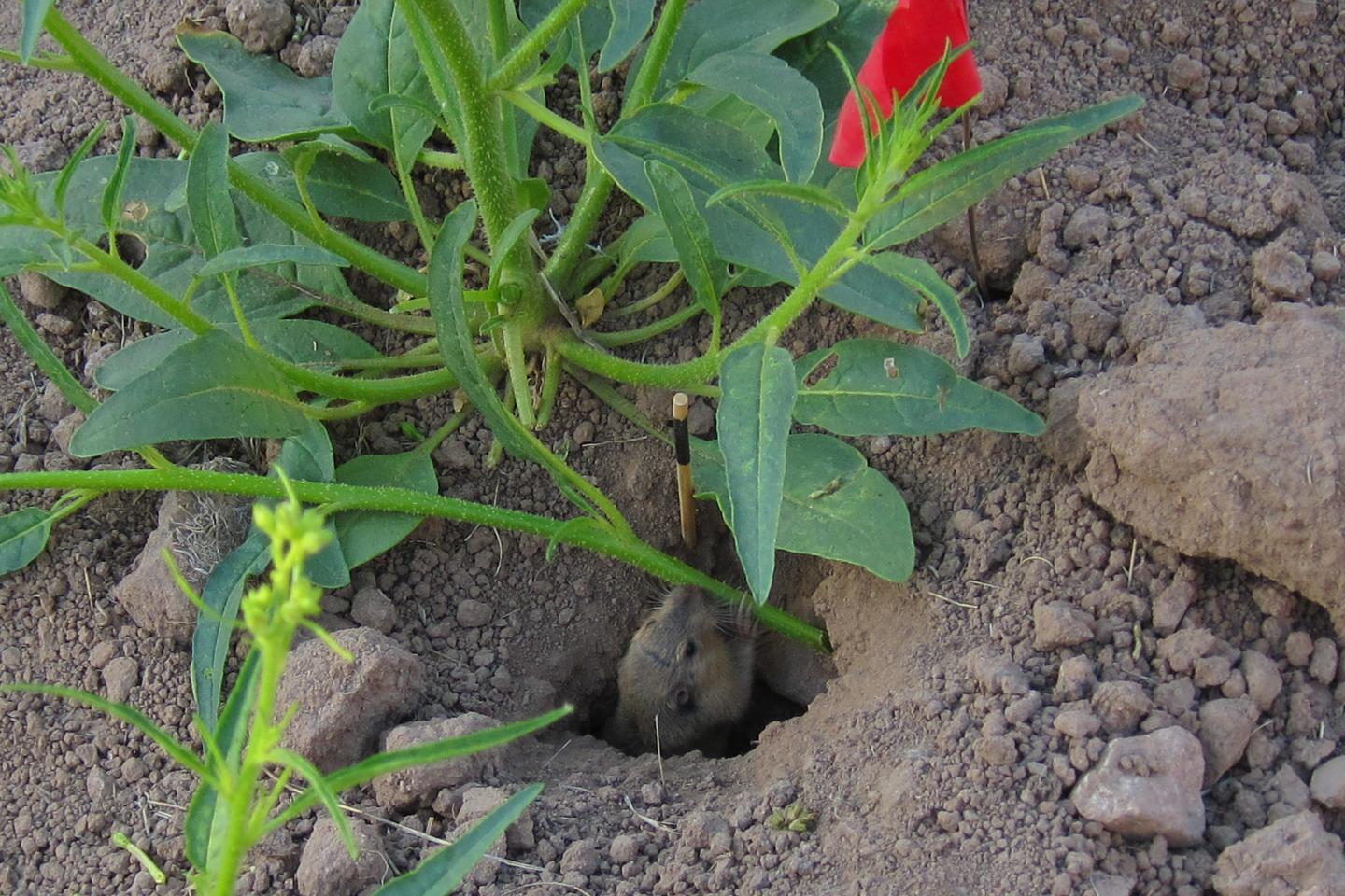 Gopher
