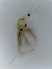<i>Daphnia hyalina</i>