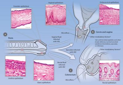 Genital Samples Reveal HIV Transmission Risk (2 of 2)