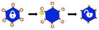 Modified Adeno-Associated Viruses Locked