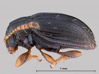 <i>Orthaltica terminalia</i> (2 of 2)