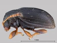 <i>Orthaltica terminalia</i> (2 of 2)