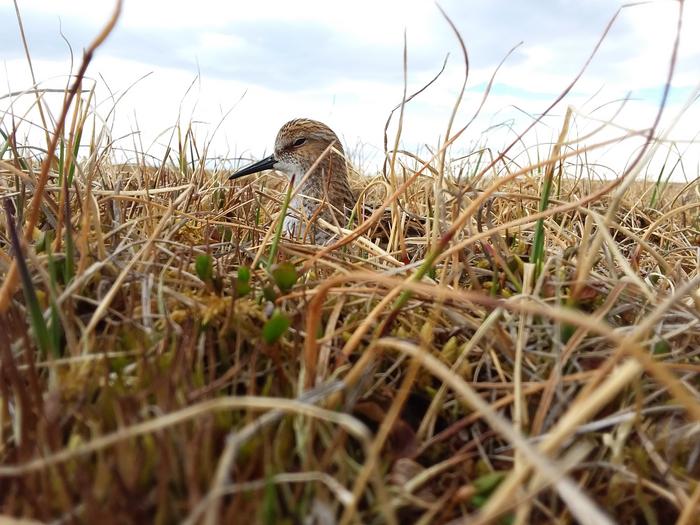 Little Stint Calidris minuta incubating the clutch. Taymir, Great Arctic State Nature Reserve, area of Knipovich bay. 2019.