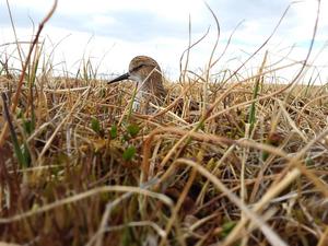 Little Stint Calidris minuta incubating the clutch. Taymir, Great Arctic State Nature Reserve, area of Knipovich bay. 2019.