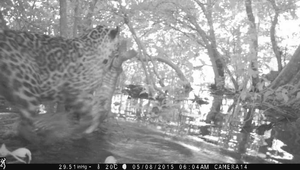 Jaguar with fish