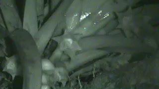 Raspy Cricket Pollination Footage