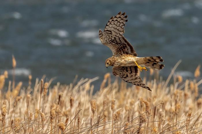 Northern Harrier