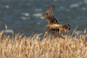 Northern Harrier