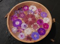 Japanese Morning Glory Flowers