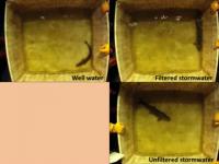 Toxic Runoff Affects Fish Behavior