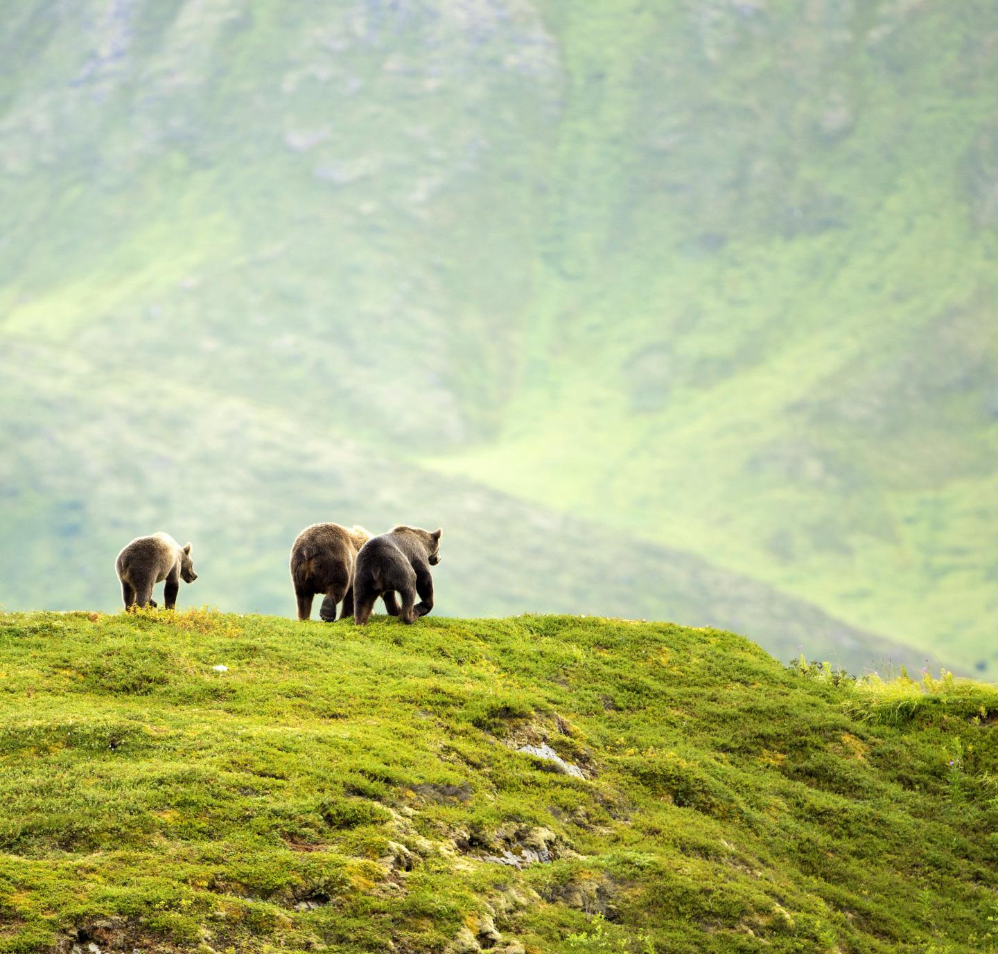 Brown Bear Family