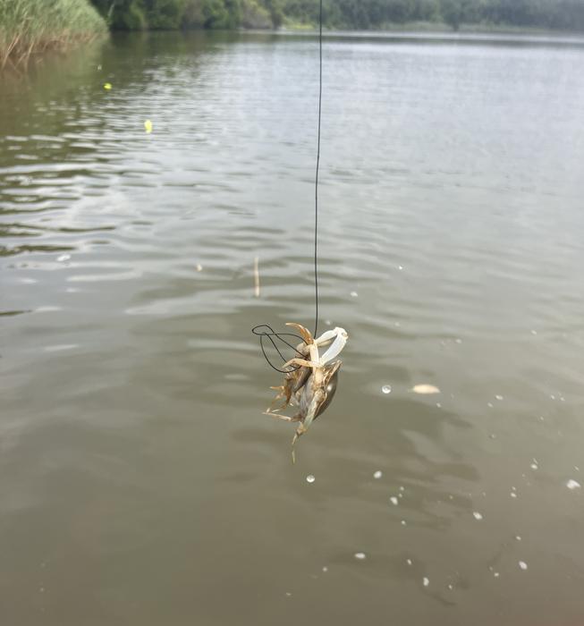 Crab cannibalism 3