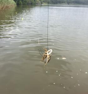 Crab cannibalism 3
