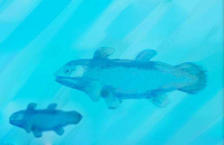 The Jurassic Coelacanth Undina