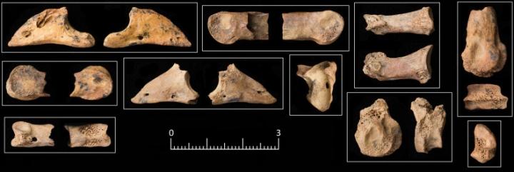 Gazelle Bones