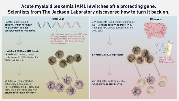Leukemia study restores silenced gene in mice. Could it point to new treatments for humans?