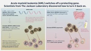 Leukemia study restores silenced gene in mice. Could it point to new treatments for humans?