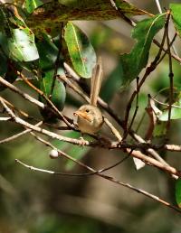 Female Red-backed Fairywren